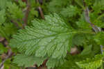 Rose verbena